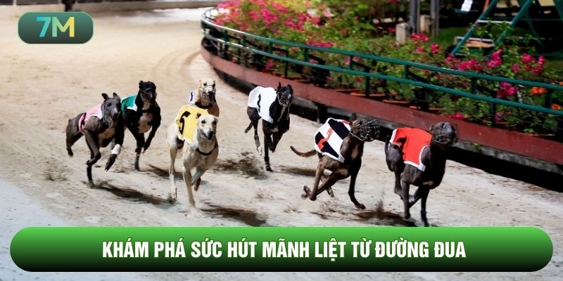 Khám phá sức hút mãnh liệt từ đường đua
