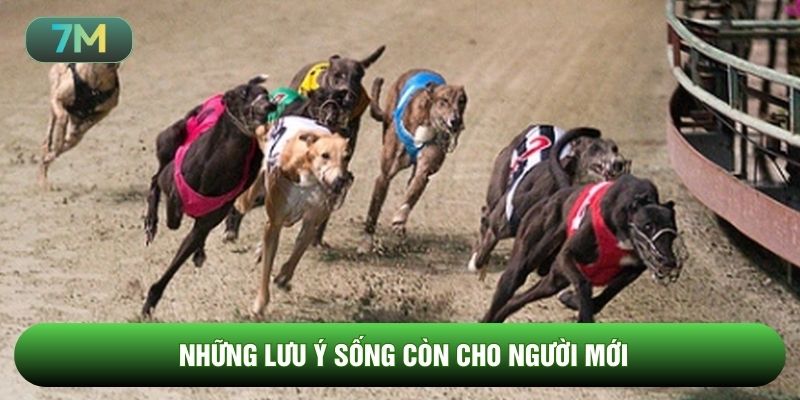 Những lưu ý sống còn cho người mới