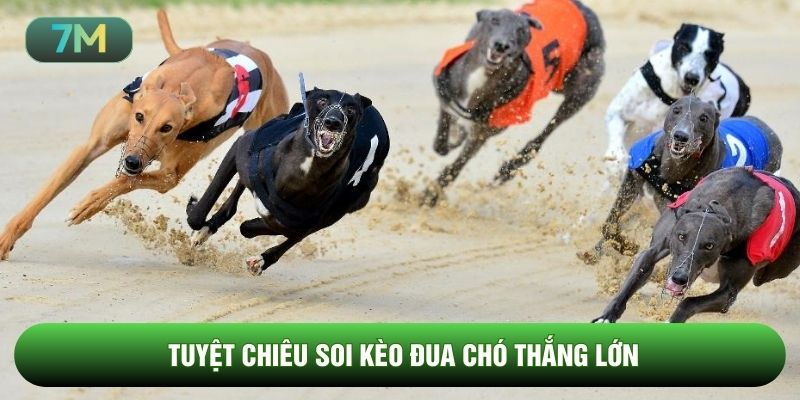 Tuyệt chiêu soi kèo đua chó thắng lớn